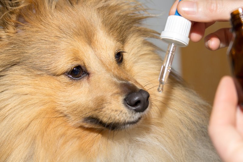 Pet receiving medication — special needs pet care South Broward County FL