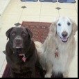 Cooper and Buddy