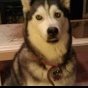 Lexi, Siberian Husky